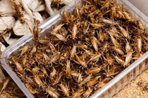 Côn trùng nuôi cũng nhiều dưỡng chất