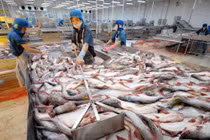 Xuất khẩu cá tra sang Trung Quốc và Mỹ bất ngờ giảm