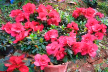 Đỗ quyên trị kinh nguyệt không đều