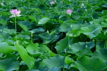 Lá sen chữa bệnh