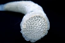 Bọt biển điều khiển dòng chảy của nước biển như thế nào?