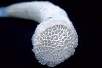 Bọt biển điều khiển dòng chảy của nước biển như thế nào?