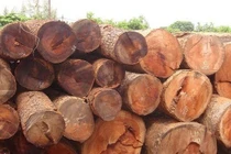 Nhận biết loại gỗ trên điện thoại thông minh