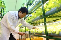 Đèn chuyên dụng điều khiển cây sinh trưởng theo ý muốn