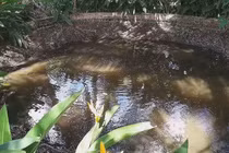 Kì lạ, 'ao nước sôi' gần trăm tuổi ở Vĩnh Long