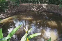 Kì lạ, 'ao nước sôi' gần trăm tuổi ở Vĩnh Long