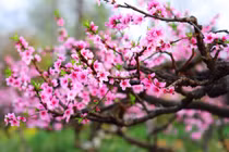 Hoa đào làm thuốc, làm đẹp