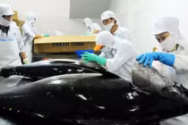 Xuất khẩu cá ngừ sang Mỹ tăng, EU giảm trong quý I/2019