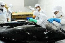 Xuất khẩu cá ngừ sang Mỹ tăng, EU giảm trong quý I/2019
