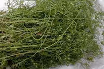 Vì sao phải tắm nước rau mùi vào ngày 30 Tết?