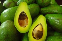 Xúc tiến đưa quả bơ sang Mỹ