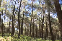  Thanh Hóa phân bổ gần 13 tỷ đồng vốn trồng rừng thay thế năm 2020