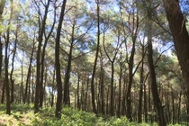  Thanh Hóa phân bổ gần 13 tỷ đồng vốn trồng rừng thay thế năm 2020