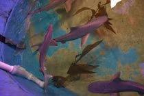 Người đàn ông New York bị bắt vì nuôi 7 cá mập quý hiếm trong nhà