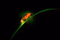 Điều kỳ lạ của côn trùng