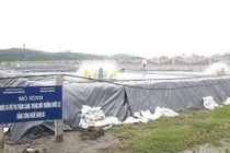 Nuôi cá không cần có ao, hồ