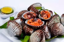 Độc tố phycotoxin trong sò tái có thể gây chết người