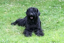 Hé lộ “xuất thân” loài siêu chó sục đen Nga