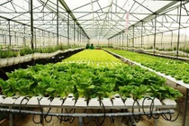 Trồng rau sạch không sâu bệnh