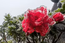 Đỉnh Fansipan bất ngờ phủ trắng băng giá khiến du khách thích thú