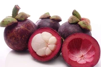 Chất quý từ cây sa kê và vỏ quả măng cụt