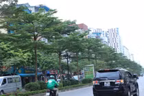 Thay phong lá đỏ bằng bàng lá nhỏ là chưa phù hợp