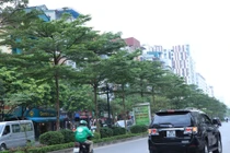 Thay phong lá đỏ bằng bàng lá nhỏ là chưa phù hợp