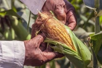 Úc dỡ bỏ lệnh hạn chế cây trồng BĐG, Brazil cho phép nhập khẩu ngô BĐG