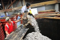 Nguồn cá suy kiệt, quốc gia nước mắm “đói” nguyên liệu