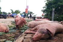 Cập nhật tình hình dịch tả lợn châu Phi: Thêm 2 tỉnh công bố dịch
