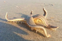 Sao biển chữa bệnh gì?