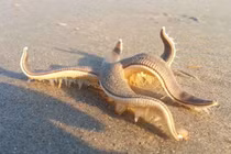 Sao biển chữa bệnh gì?