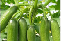 Cây thuốc tên Chuột