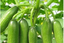 Cây thuốc tên Chuột