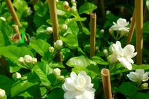 Cây hoa nhài chữa sốt