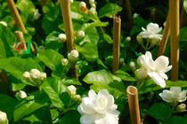 Cây hoa nhài chữa sốt