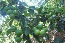 Cách làm cây chanh ra quả trái mùa