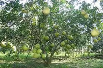 Thời tiết quyết định cây ra quả sớm hay muộn