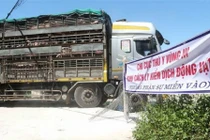 500 con lợn sống nhập khẩu từ Thái Lan đã về Nghệ An