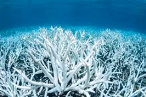 San hô tuyệt đẹp trong hố xanh giữa lòng đại dương
