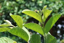 Kinh nghiệm dân gian chữa tiêu chảy