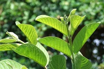 Kinh nghiệm dân gian chữa tiêu chảy