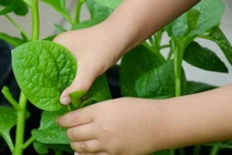 Mồng tơi, rau ngon, thuốc hay 