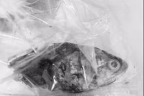 Phần đầu con cá rô dài 13 cm được lấy khỏi cổ họng của bệnh nhân