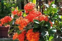 Đơn đỏ chữa kiết lỵ