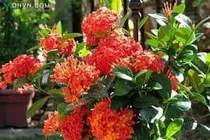 Đơn đỏ chữa kiết lỵ