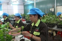 Nafoods Group lại dính án phạt thuế