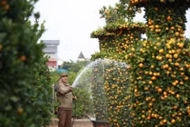 Chùm ảnh: Độc đáo vườn quất “lộc bình” của lão nông Hưng Yên