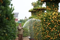 Chùm ảnh: Độc đáo vườn quất “lộc bình” của lão nông Hưng Yên