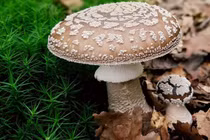 Thử biết nấm độc